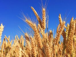 Wheat Variety