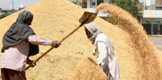 Government Paddy Purchase