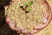 Haryana government is selling wheat seeds