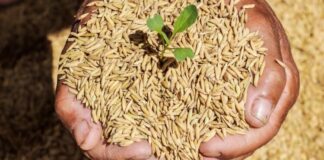 Haryana government is selling wheat seeds