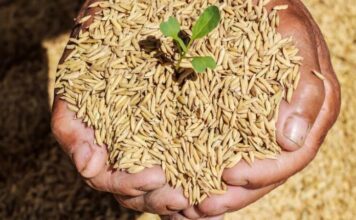Haryana government is selling wheat seeds