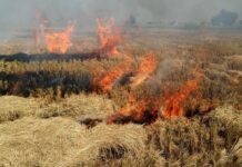 Stubble Burning