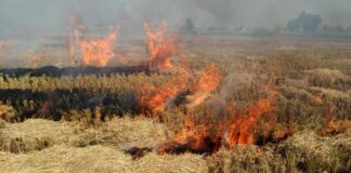 Stubble Burning