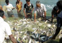 lobster fish farming