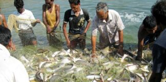 lobster fish farming