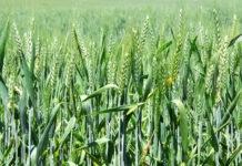 Wheat Crops