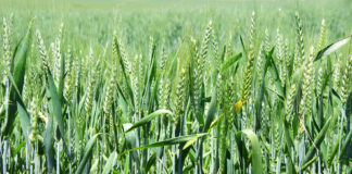 Wheat Crops