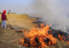 Stubble Burning