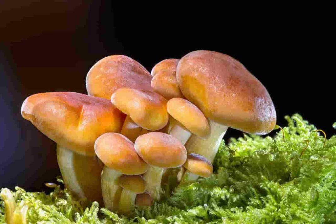 Mushrooms Mushrooms