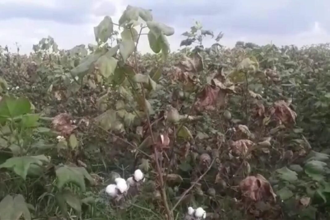 Cotton Crop