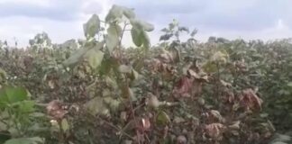 Cotton Crop