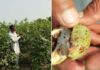 Cotton Crop Pink Bollworm