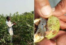 Cotton Crop Pink Bollworm