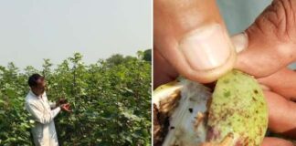 Cotton Crop Pink Bollworm