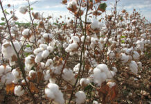 Cotton