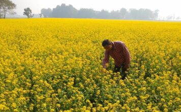 Mustard Cultivation