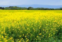 Mustard Farming