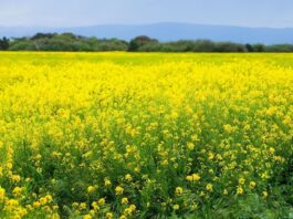 Mustard Farming