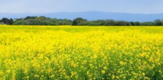 Mustard Farming