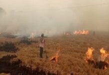 Stubble Burning