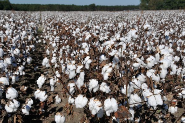 Cotton Cotton