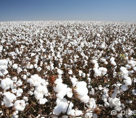 Cotton
