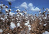 Cotton Price