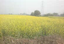 Mustard Crop