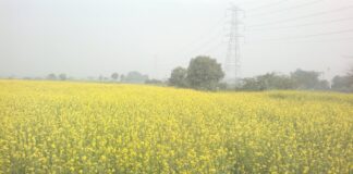 Mustard Crop