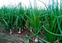 Onion Crop