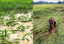 Crop Damaged For Rain