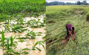 राजस्थान में बेमौसम बारिश से रबी की फसलों को हुआ नुकसान, बीमा कंपनी को 72 घंटे में दे जानकारी। Crop Damaged For Rain