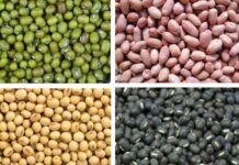 Moong, Urad, Soyabean, Groundnut