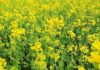 Rabi Season Oilseed Crops