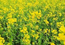 Rabi Season Oilseed Crops