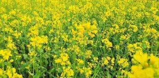 Rabi Season Oilseed Crops