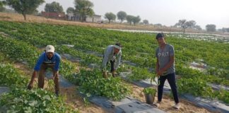 Agriculture Scientist Organic Farming