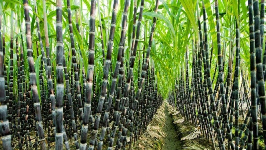 Sugarcane