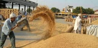 Paddy Procurement