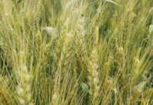 Wheat Crop