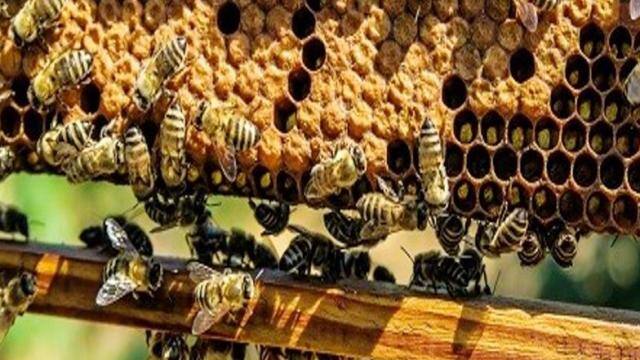 bees_are_melting_sweetness_in_mango_orchards_in_amroha_of_uttar_pradesh_1604033582