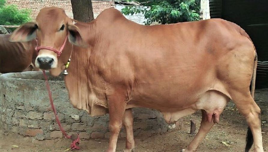 1f644a9e6e6429a0f20191179b717572