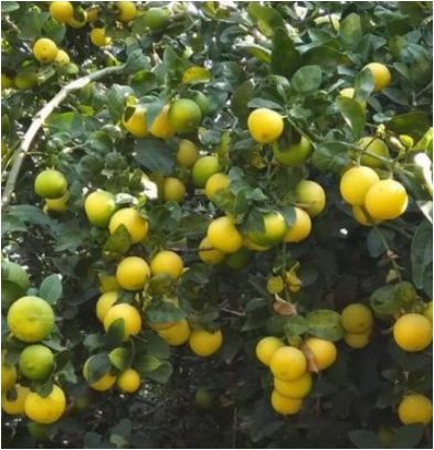 Sapne-Me-Nimbu-Ka-Ped-Dekhna