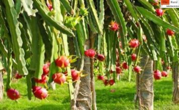 ड्रैगनफ्रूट की खेती करके कमाएं 10 लाख प्रति एकड़