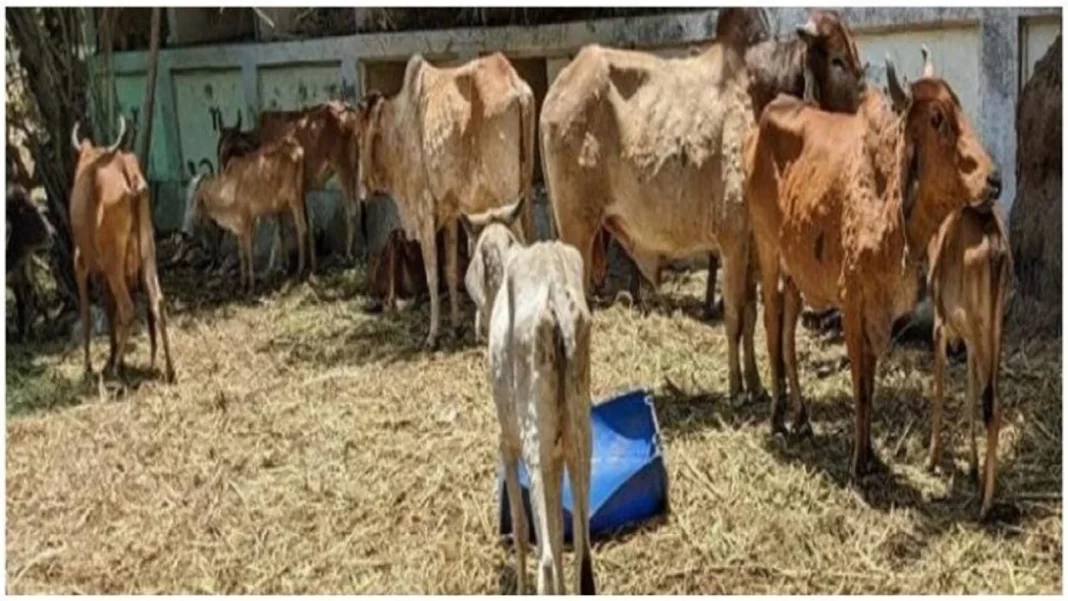 lumpy-skin-disease-spread-in-rajasthan_1659791594