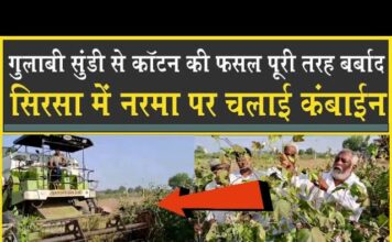 किसान ने खड़े नरमे पर चलाई कंबाइन| गुलाबी सुंडी ने बर्बाद किया| Sirsa| Cotton| Gulabisundi| HAU|CICR|