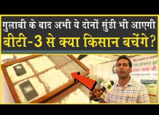 कॉटन में अभी आएगी ये दो सुंडी| इसलिए आयी गुलाबी सुंडी| BT-3 से क्या होगा? Cotton| Kisan| HAU| BT-3|