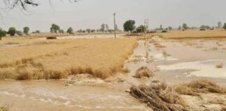 सिरसा में टूटी बरूवाली नहर, करीब 100 एकड़ गेहूं की फसल जलमग्न