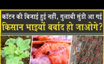 कॉटन की बिजाई हुई नहीं| गुलाबी सुंडी पहले आ गयी| फिर बर्बाद होगा किसान| Sirsa| Cotton| Gulabi Sundi|