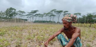 लू में झुलसी फसलें, 30 प्रतिशत तक नुकसान